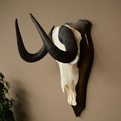 Gnu de cola blanca: trofeo de cráneo de gnu, África, antílope, trofeo de cráneo, escudo 88.9.52