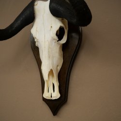 Gnu de cola blanca: trofeo de cráneo de gnu, África, antílope, trofeo de cráneo, escudo 88.9.52