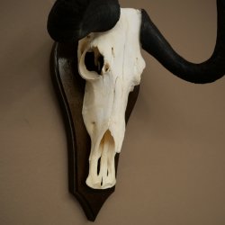 Gnu de cola blanca: trofeo de cráneo de gnu, África, antílope, trofeo de cráneo, escudo 88.9.52