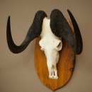 Gnu de cola blanca, trofeo de cráneo, África, antílope, cráneo, trofeo, escudo 88.9.53