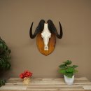 Gnu de cola blanca, trofeo de cráneo, África, antílope, cráneo, trofeo, escudo 88.9.53