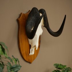 Gnu de cola blanca, trofeo de cráneo, África, antílope, cráneo, trofeo, escudo 88.9.53