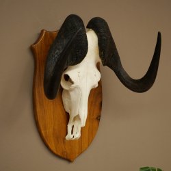 Gnu de cola blanca, trofeo de cráneo, África, antílope, cráneo, trofeo, escudo 88.9.53
