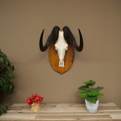Gnu de cola blanca, trofeo de cráneo, África, antílope, cráneo, trofeo, escudo 88.9.53
