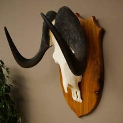 Gnu de cola blanca, trofeo de cráneo, África, antílope, cráneo, trofeo, escudo 88.9.53