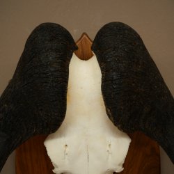 Gnu de cola blanca, trofeo de cráneo, África, antílope, cráneo, trofeo, escudo 88.9.53
