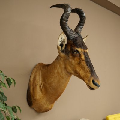 Hartebeest Kuh Antilope HL 50 cm Kopf Präparat Kuhantilope Haupt Afrika Deko