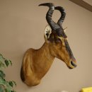 Hartebeest Kuh Antilope HL 50 cm Kopf Präparat...