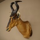 Hartebeest Kuh Antilope HL 50 cm Kopf Präparat Kuhantilope Haupt Afrika Deko