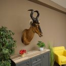 Hartebeest Kuh Antilope HL 50 cm Kopf Präparat...
