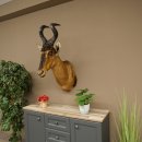 Hartebeest Kuh Antilope HL 50 cm Kopf Präparat Kuhantilope Haupt Afrika Deko