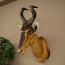 Hartebeest Kuh Antilope HL 50 cm Kopf Präparat Kuhantilope Haupt Afrika Deko