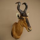 Hartebeest Kuh Antilope HL 50 cm Kopf Präparat Kuhantilope Haupt Afrika Deko