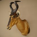 Hartebeest Kuh Antilope HL 50 cm Kopf Präparat Kuhantilope Haupt Afrika Deko