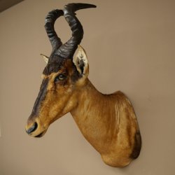 Hartebeest Kuh Antilope HL 50 cm Kopf Präparat Kuhantilope Haupt Afrika Deko