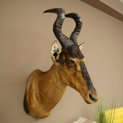 Hartebeest Kuh Antilope HL 50 cm Kopf Präparat Kuhantilope Haupt Afrika Deko