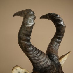 Hartebeest Kuh Antilope HL 50 cm Kopf Präparat Kuhantilope Haupt Afrika Deko