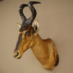 Hartebeest Kuh Antilope HL 50 cm Kopf Präparat Kuhantilope Haupt Afrika Deko