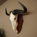 Gnu de rayas: trofeo de cráneo SP 45 cm, África. Cráneo de trofeo. Placa de trofeo 88.9.54