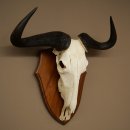 Gnu de rayas: trofeo de cráneo SP 45 cm, África. Cráneo de trofeo. Placa de trofeo 88.9.54