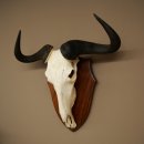 Gnu de rayas: trofeo de cráneo SP 45 cm, África. Cráneo de trofeo. Placa de trofeo 88.9.54