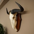Gnu de rayas: trofeo de cráneo SP 45 cm, África. Cráneo de trofeo. Placa de trofeo 88.9.54