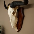 Gnu de rayas: trofeo de cráneo SP 45 cm, África. Cráneo de trofeo. Placa de trofeo 88.9.54