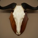 Gnu de rayas: trofeo de cráneo SP 45 cm, África. Cráneo de trofeo. Placa de trofeo 88.9.54