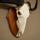 Gnu de rayas: trofeo de cráneo SP 45 cm, África. Cráneo de trofeo. Placa de trofeo 88.9.54