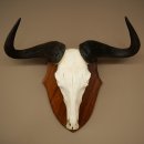 Gnu de rayas: trofeo de cráneo SP 45 cm, África. Cráneo de trofeo. Placa de trofeo 88.9.54