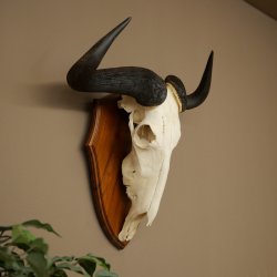 Gnu de rayas: trofeo de cráneo SP 45 cm, África. Cráneo de trofeo. Placa de trofeo 88.9.54