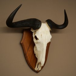 Gnu de rayas: trofeo de cráneo SP 45 cm, África. Cráneo de trofeo. Placa de trofeo 88.9.54