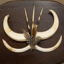 Wrattenzwijn Wapens Slagtanden Wildzwijn Gewaff Afrika Trofeeschild 88.15.76