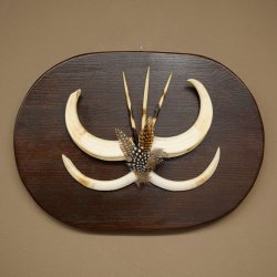 Wrattenzwijn Wapens Slagtanden Wildzwijn Gewaff Afrika Trofeeschild 88.15.76