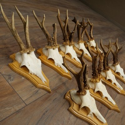 9 Roe Deer Antlers, Roe Deer Bucks on Trophy Plates, Roe Deer, Roe Deer Buck, Antlers 22.1439