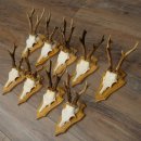 9 Roe Deer Antlers, Roe Deer Bucks on Trophy Plates, Roe Deer, Roe Deer Buck, Antlers 22.1439