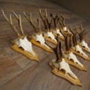 9 Roe Deer Antlers, Roe Deer Bucks on Trophy Plates, Roe Deer, Roe Deer Buck, Antlers 22.1439