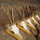 9 Roe Deer Antlers, Roe Deer Bucks on Trophy Plates, Roe Deer, Roe Deer Buck, Antlers 22.1439