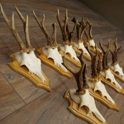 9 Roe Deer Antlers, Roe Deer Bucks on Trophy Plates, Roe Deer, Roe Deer Buck, Antlers 22.1439