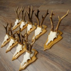 9 Roe Deer Antlers, Roe Deer Bucks on Trophy Plates, Roe Deer, Roe Deer Buck, Antlers 22.1439