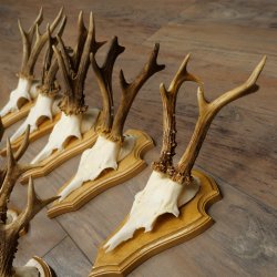 9 Roe Deer Antlers, Roe Deer Bucks on Trophy Plates, Roe Deer, Roe Deer Buck, Antlers 22.1439