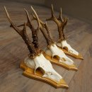 3 Roe Deer Antlers, Male Roe Deer on Trophy Plaques, Roe...