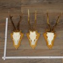3 Roe Deer Antlers, Male Roe Deer on Trophy Plaques, Roe...
