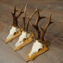 3 Roe Deer Antlers, Male Roe Deer on Trophy Plaques, Roe Deer, Male Roe Deer Antlers 22.1440