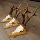 3 Roe Deer Antlers, Male Roe Deer on Trophy Plaques, Roe Deer, Male Roe Deer Antlers 22.1440