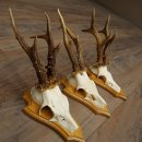 3 Roe Deer Antlers, Male Roe Deer on Trophy Plaques, Roe Deer, Male Roe Deer Antlers 22.1440