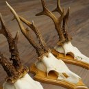 3 Roe Deer Antlers, Male Roe Deer on Trophy Plaques, Roe Deer, Male Roe Deer Antlers 22.1440