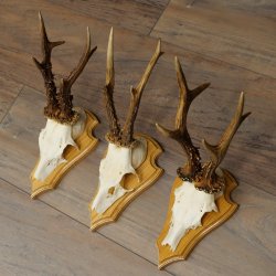 3 Roe Deer Antlers, Male Roe Deer on Trophy Plaques, Roe Deer, Male Roe Deer Antlers 22.1440