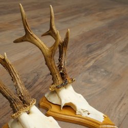 3 Roe Deer Antlers, Male Roe Deer on Trophy Plaques, Roe Deer, Male Roe Deer Antlers 22.1440