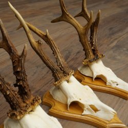 3 Roe Deer Antlers, Male Roe Deer on Trophy Plaques, Roe Deer, Male Roe Deer Antlers 22.1440